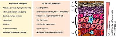 Addressing Differentiation in Live Human Keratinocytes by Assessment of Membrane Packing Order